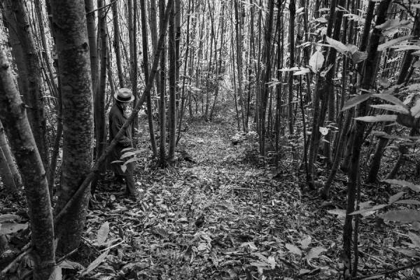 Photograph Olmo Amato Nel Bosco on One Eyeland
